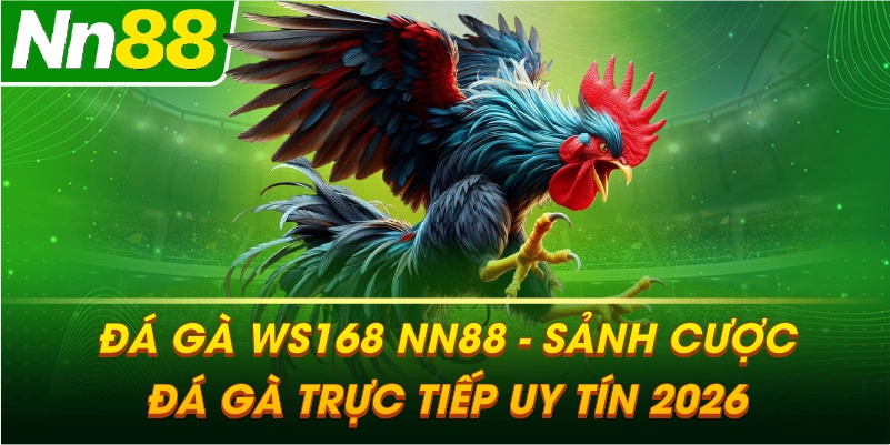 ĐÁ GÀ WS168 – Sảnh cược đá gà trực tiếp đẳng cấp và minh bạch tại NN88